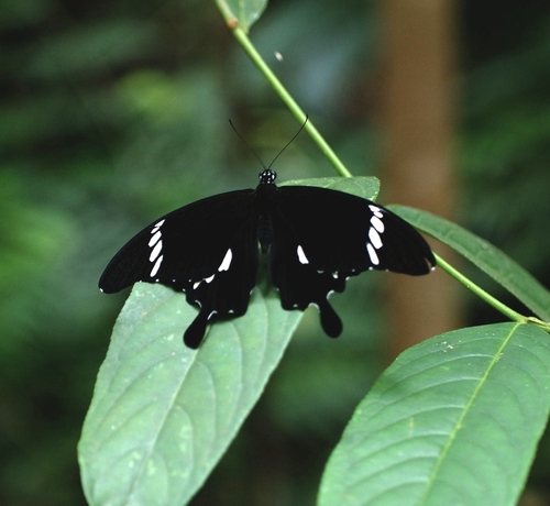 Black-and-white Helen Swallowtail