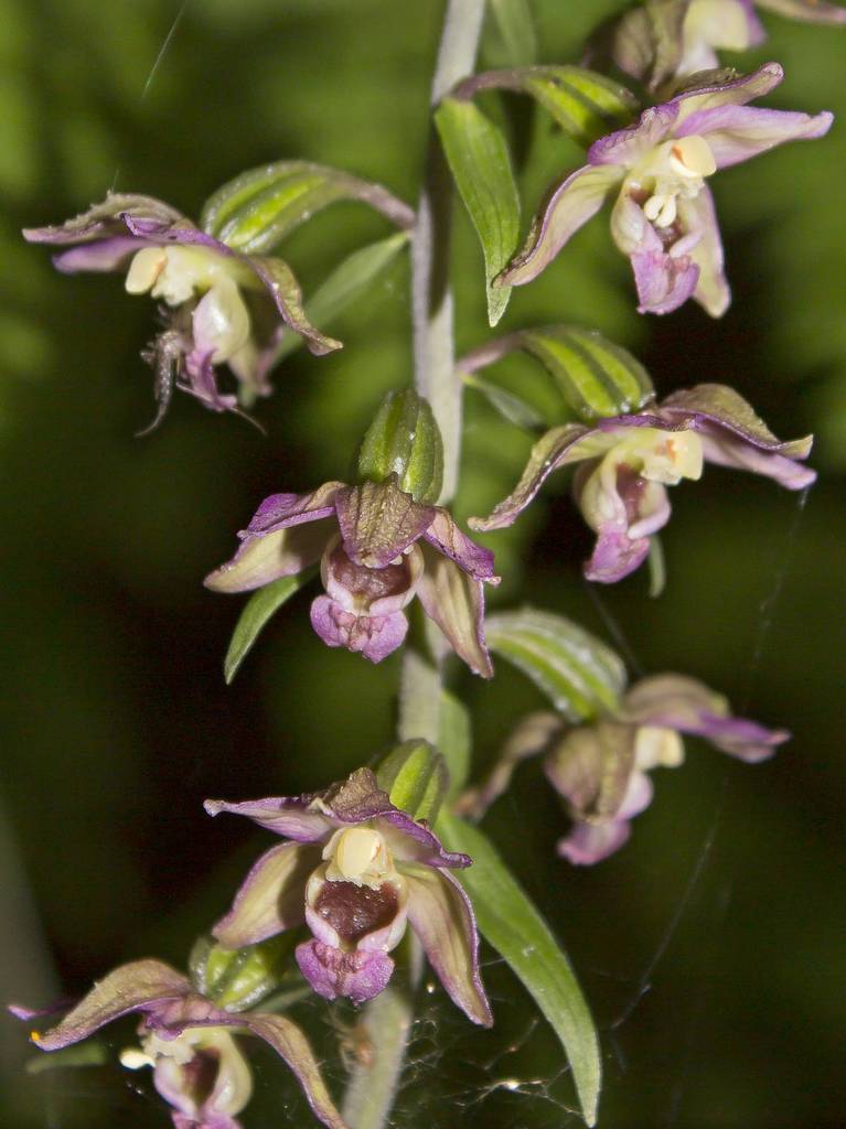 Epipactis helleborine