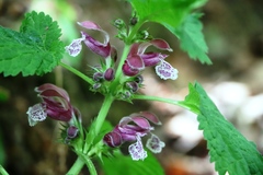 Lamium orvala