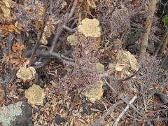 Aeonium arboreum subsp. holochrysum image