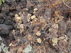 Aeonium arboreum subsp. holochrysum image