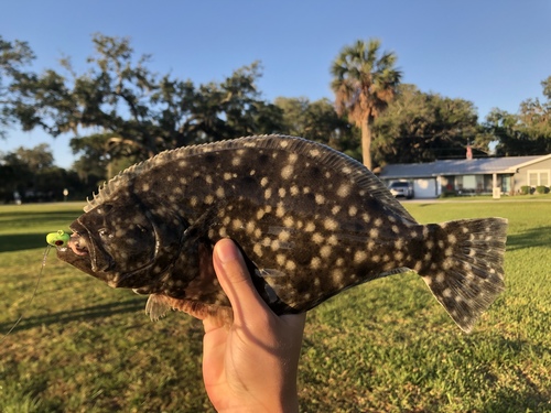 Southern Flounder
