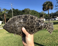 Paralichthys lethostigma