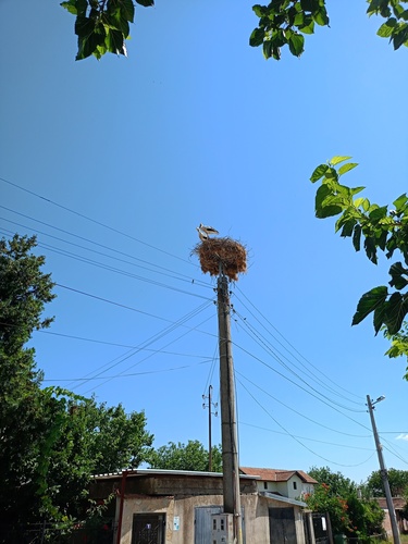 White Stork