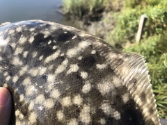 Paralichthys lethostigma