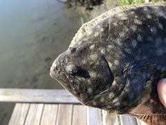 Paralichthys lethostigma