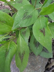 Persicaria virginiana
