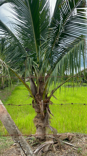 coconut palm
