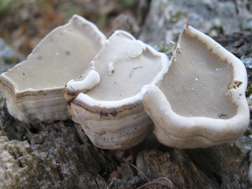 Tinder Polypore