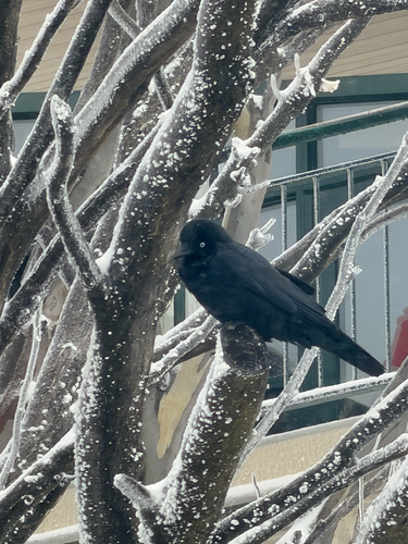 Australian Raven