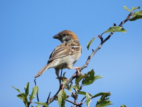 Eurasian Tree Sparrow