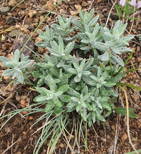 Alyssum lenense