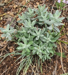 Alyssum lenense