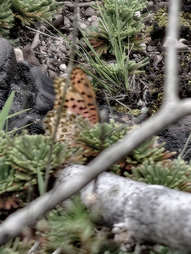 Tropical Fritillary
