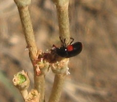 Babia quadriguttata