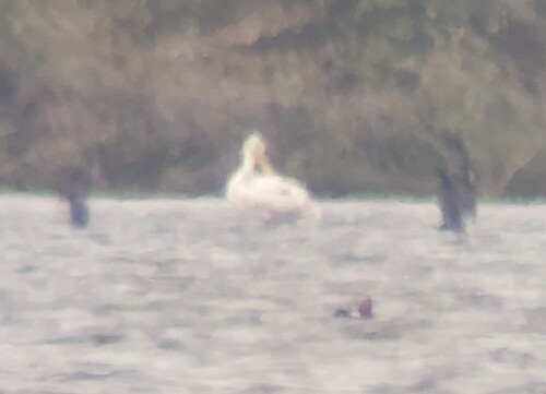 Dalmatian Pelican