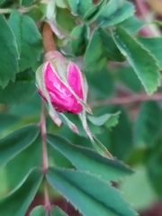 Rosa pendulina
