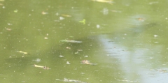 Lepisosteus oculatus