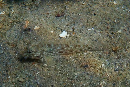 Macrodontogobius wilburi observed 2026-07-29