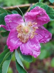 Rosa pendulina