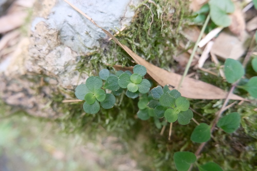 Sedum emarginatum