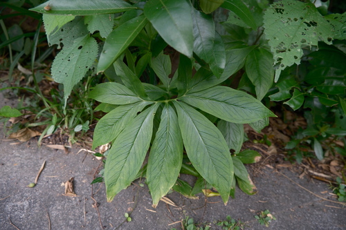 Pinellia pedatisecta
