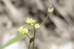 Draba nemorosa