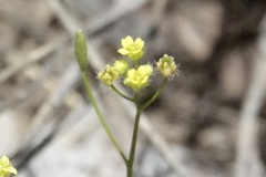 Draba nemorosa