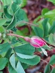 Rosa pendulina