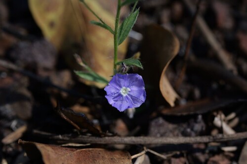 tropical speedwell
