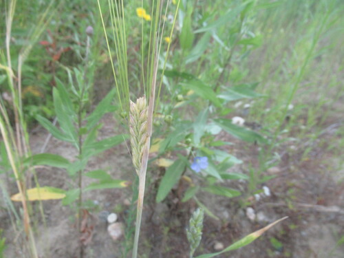 Hordeum vulgare, photograph 6
