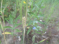 Hordeum vulgare, photograph author not stated, no rights reserved