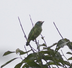 Psilopogon flavifrons