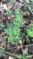 Ceratocapnos claviculata