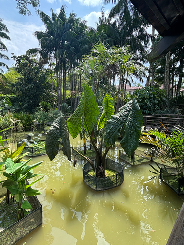 Cyrtosperma merkusii observed 2026-07-29