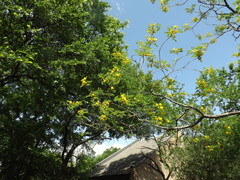Leucaena retusa