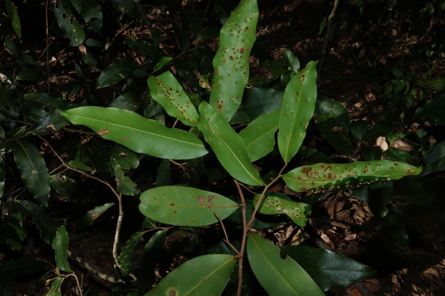 Uvaria leichhardtii, photograph 6