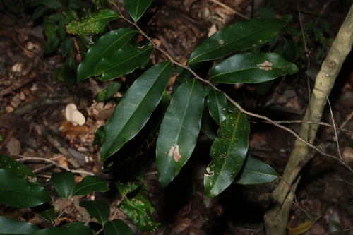 Zig-zag Vine