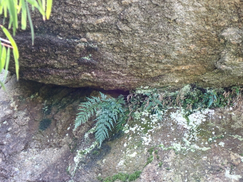 Asplenium aethiopicum, photograph 1