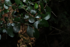 Planchonella cotinifolia, photograph (c) Greg Tasney, some rights reserved (CC BY-SA)