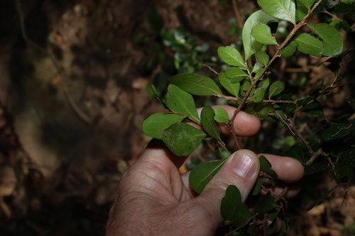 Planchonella cotinifolia, photograph 6