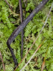 Selaginella eclipes, photograph (c) Alan Prather, some rights reserved (CC BY)