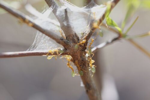 Asian Weaver Ant