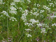 Bifora americana