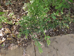 Buxus