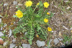 Taraxacum planum