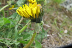 Taraxacum planum
