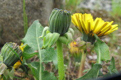 Taraxacum planum