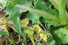 Taraxacum planum