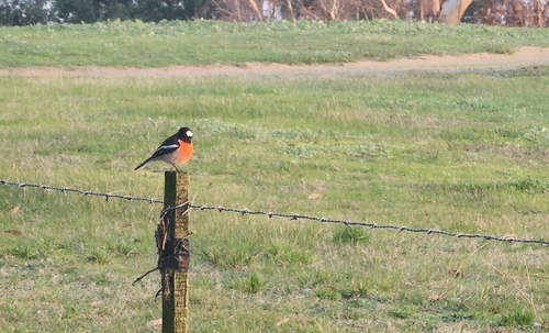 Scarlet Robin
